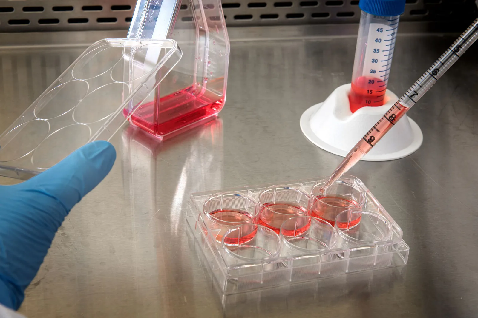 Gloved hands working with cell culture samples in a laboratory